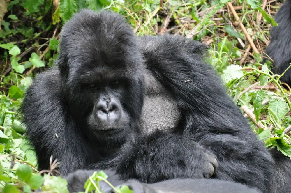 Gorille du groupe Susa du parc des Volcans Rwanda