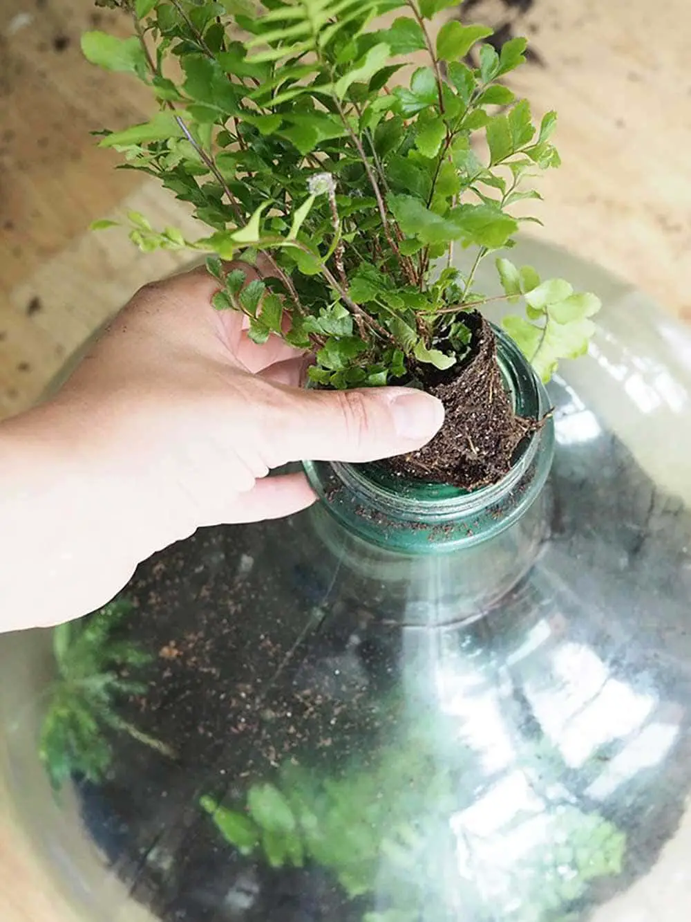 Plante dans un terrarium en verre - Decorazine.fr